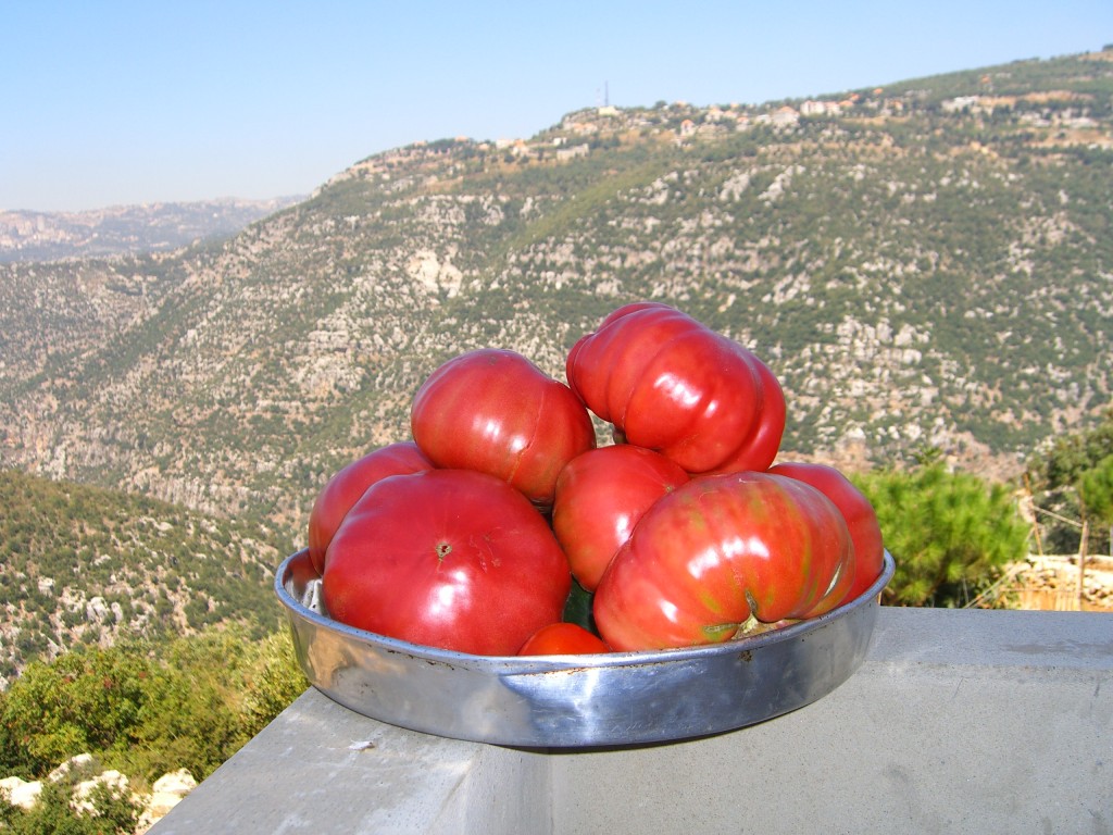 tomatoes-lebanon