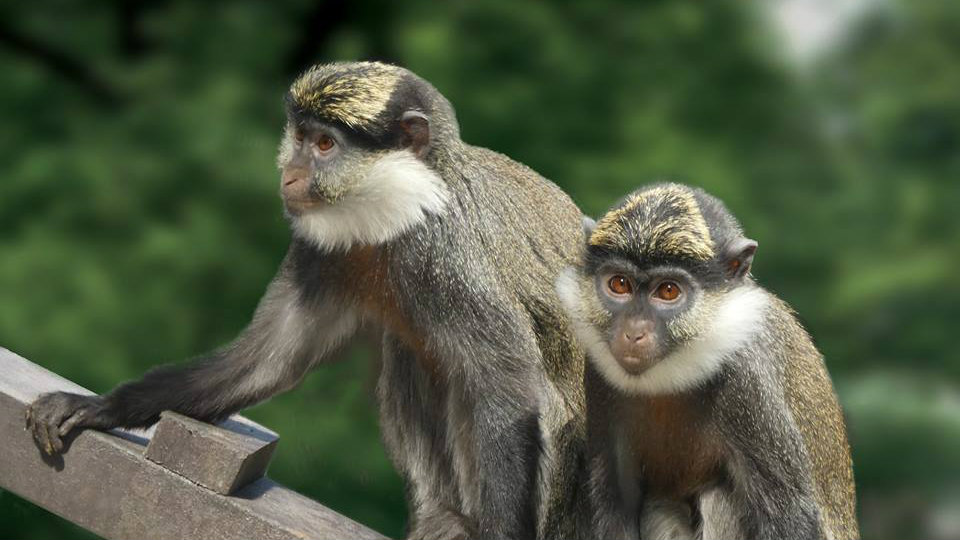 monkeys smuggled lebanon