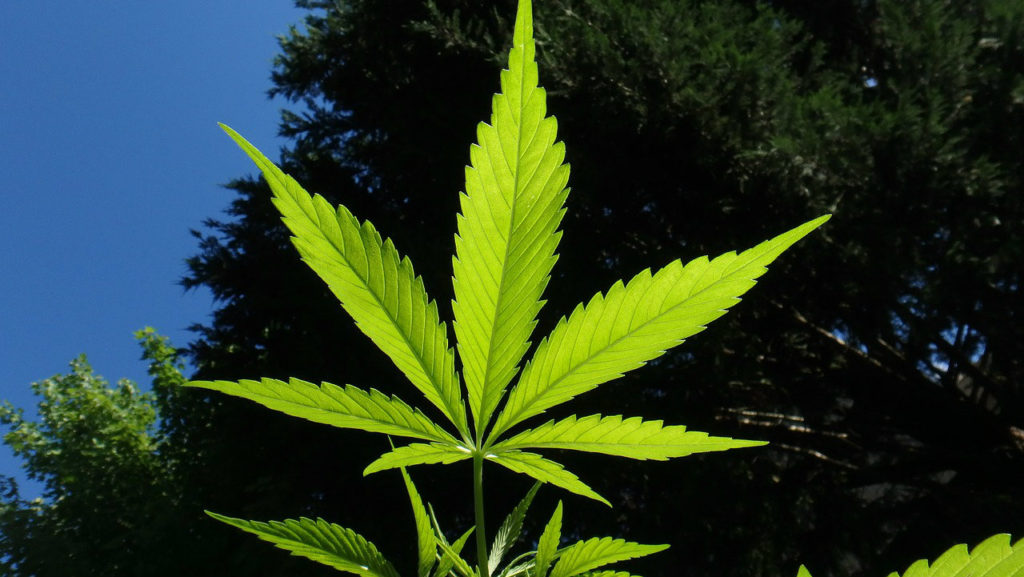 marijuana industry lebanon